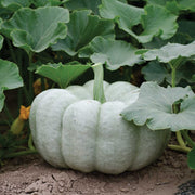 Blue Doll F1 Treated Pumpkin