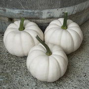 Casperita F1 Treated Pumpkin