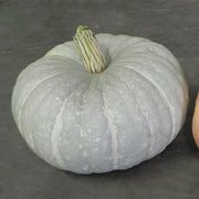 Silver Moon F1 Treated Pumpkin