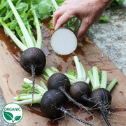 Runder Schwarzer Winter Organic Radish