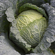 Marissa F1 Untreated Cabbage