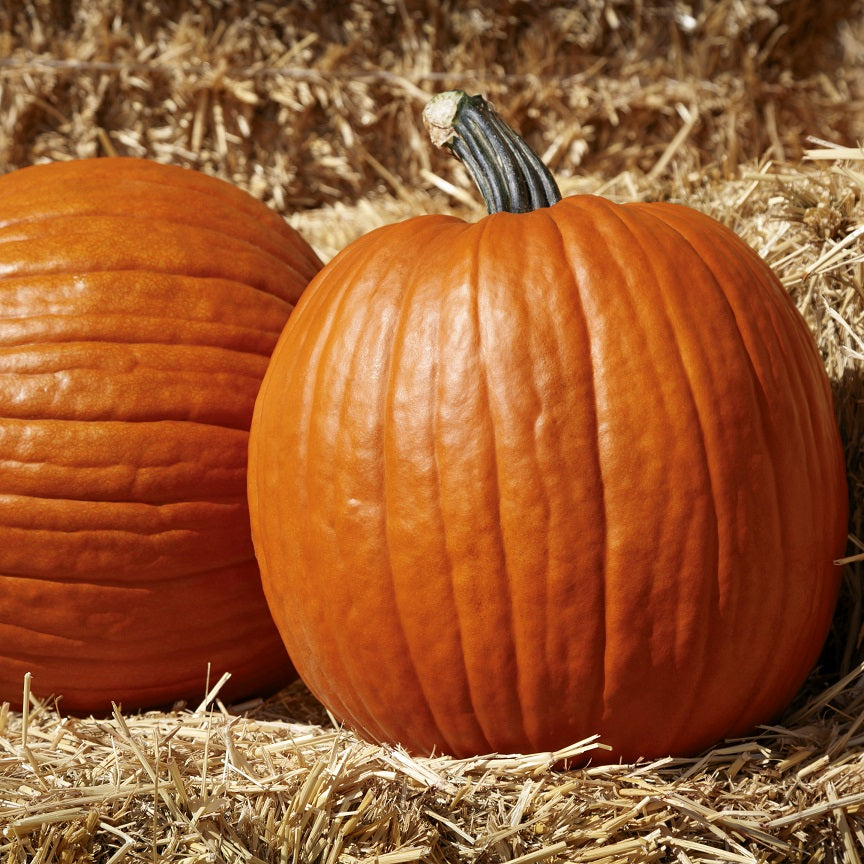 Large Marge F1 Untreated Pumpkin Seeds Osborne Farm Seeds