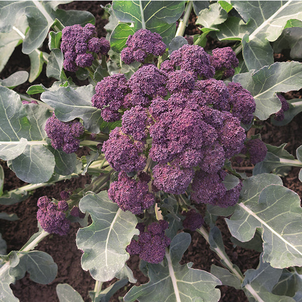 Potseed Johnsons World Vegetables Broccoli Tenderstem Inspiration F1 – 20 Zaden, Voor De Moestuin, Geschikt Voor Alle Grondsoorten