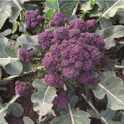 Burgundy F1 Untreated Broccoli