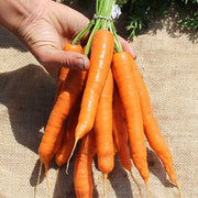 Adana F1 Untreated Carrot