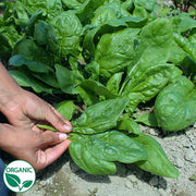 Space F1 Organic Spinach