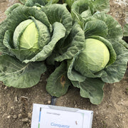 Conqueror F1 Untreated Cabbage