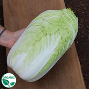 Bilko F1 Organic Napa Cabbage