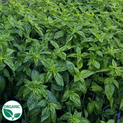 Basil Prospera® Premium CG1 F1 Organic Herb