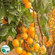 Esterina F1 Organic Tomato