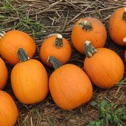 Annabelle F1 Treated Pumpkin