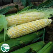 Natural Sweet XR F1 Organic Corn