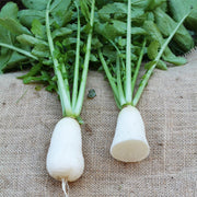 Einstein F1 Untreated Daikon Radish