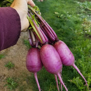 Sweet Baby Plus (R17-771) F1 Untreated Daikon Radish