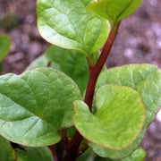 Red Vine Malabar Untreated Asian Green/Microgreen