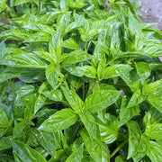 Basil Rutger's Obsession DMR Untreated Herb