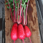 Red King F1 Untreated Daikon Radish