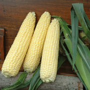 Seminole Gold F1 Treated w/Cruiser Corn Seeds