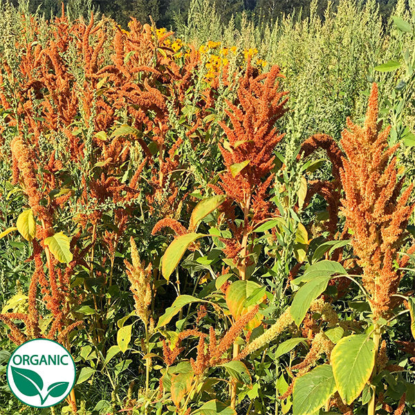 organic amaranth seeds for planting Bulk Amaranthus Seeds - Hot Biscuits