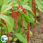 Coral Fountain Organic Amaranth