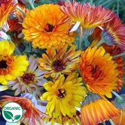 Flashback Mix Organic Calendula