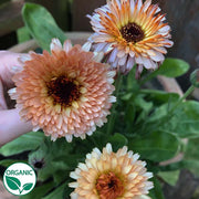 Strawberry Blonde Organic Calendula