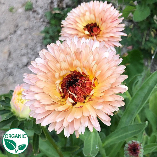 strawberry marigold seeds Strawberry Blonde Organic Calendula Seeds