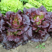 Cherokee Untreated, NOP-Compliant Pellet, Lettuce