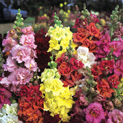 Madame Butterfly™ Mix F1 Untreated Snapdragon