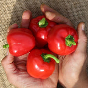 Snackabelle Red F1 Untreated Pepper