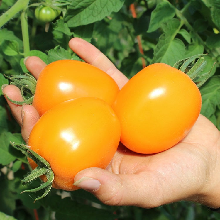summer sauce tomato plant Sunrise Sauce F1 Untreated Tomato Seeds