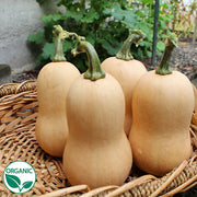 Butterbaby F1 Organic Squash