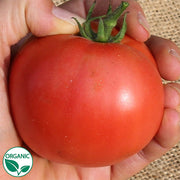 Galahad F1 Organic Tomato