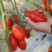 Torrano F1 Untreated Tomato Seeds