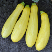 Blonde Beauty F1 Untreated Squash