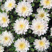 Fan® White Untreated Aster