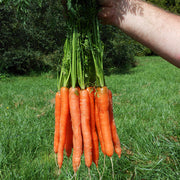 Mokum F1 Treated Seed, Raw Carrot
