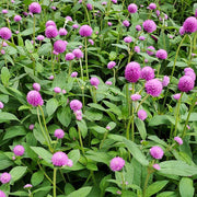 Audray Pink Untreated Gomphrena