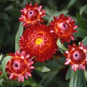 Copper Red Untreated Strawflower