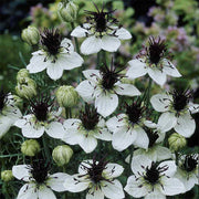 African Bride Untreated Nigella