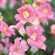 Chantilly™ Light Pink Untreated Snapdragon