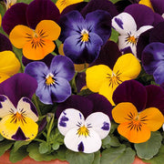 Sorbet® XP Jump Up Mixture F1 Untreated Viola