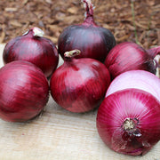 Barolo F1 Untreated Onion