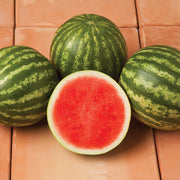 Sirius F1 Treated, Primed Watermelon