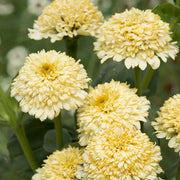 Cresto! Cream Untreated Zinnia