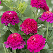 Cresto! Violet Untreated Zinnia
