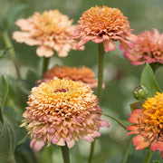 Cresto! Peach Untreated Zinnia