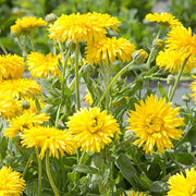 Porcupine Yellow Untreated Calendula