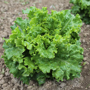 Grazion Untreated, NOP-Compliant Pellet, Lettuce