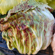 Marinanta Untreated Radicchio